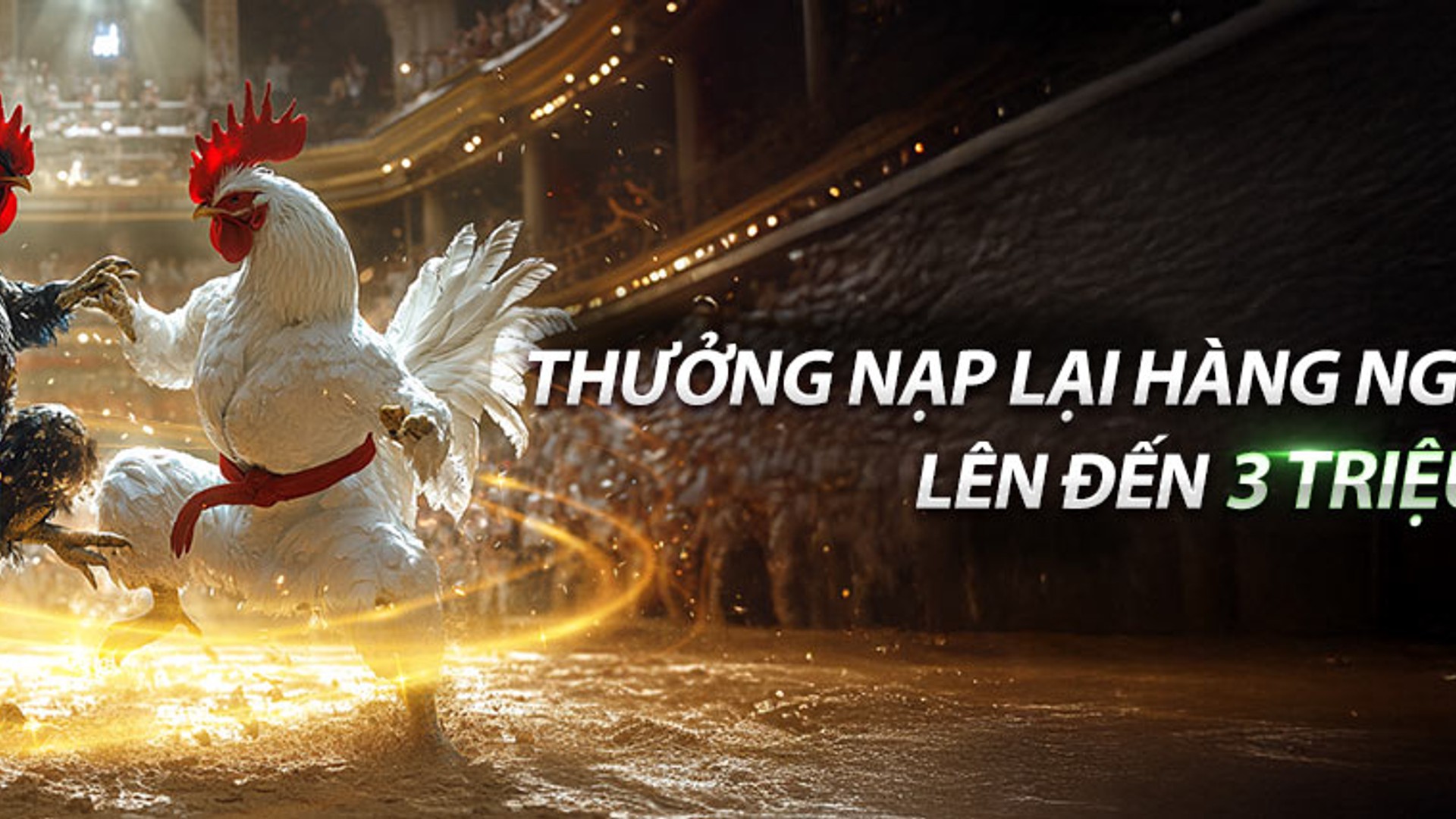 Hình ảnh trận đấu đá gà kịch tính tại NOHU90